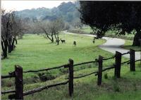 Grazing deer.tif