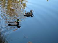 Mr. and Mrs Mallard.JPG