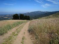 Windy Hill trail at Skyline.JPG