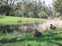 Duck for cover.jpg