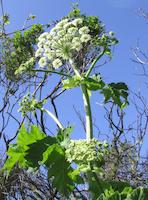 Windy Hill__9203.JPG