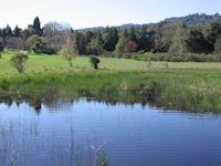 img_001_0101_189  standing water at Frog Pond.jpg
