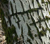 img_001_0185_270  Tree moss  rings.jpg