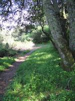 img_001_0183_269  Trail to Mader Measow.jpg