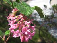 PVR blossoms.JPG