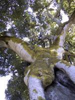 Mighty Oak, Portola Vlly.jpg