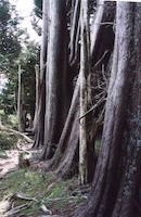 Cypress grove, Spring Rdg.jpg