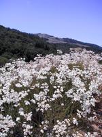 Buckwheat, Windy HillJPG.jpg