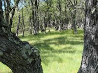 Deer path glen.JPG