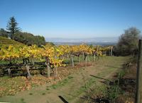 Fograty vineyards 4213.JPG