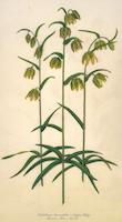 Fritillaria lanceolata.tif