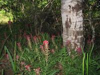 img_001_0013_102 Indian paintbrush colony.jpg