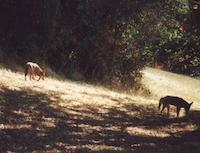 img_001_0218_47 Coyotes on the prowl.jpg
