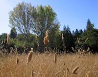 img_001_0206_149 Poplar with grasses.JPG