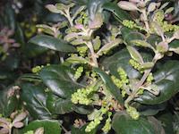 img_001_0022_113 Live oak new growth.jpg