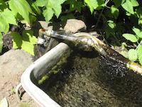 Drinkable spring on Lost Trail.JPG