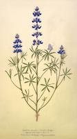 lupinus_nanus.tif