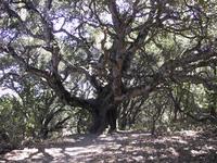 Big Tree, Old Spanish Trail.JPG