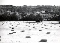 Hayfield 1981.tif