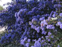 img_001_0202_36 Ceanothus.jpg