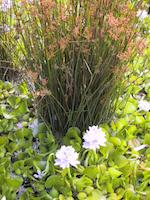 img_001_0242_64.6  Reeds in pond.JPG