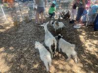 IMG_7239.jpg