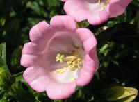 flowers pink 5.JPG