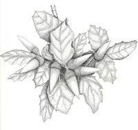 coast live oak300.jpg