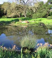 img_001_0235_59 Duck Pond reflections 4.jpg
