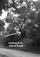 The_tree_2.JPG
