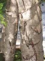 Copy of What kind of tree.jpg