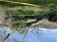 Different view of fallen giant.jpg