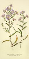 02 Aster chilensias  Common California Aster.tif