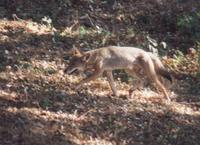 Coyote stalking.jpg