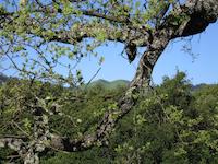 img_001_0280_285  Windy framed by oak.jpg