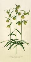 15 Fritillaria lanceolata Checker Lilly.tif