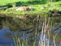 img_001_0237_61 Duck Pond reflections 5.jpg