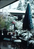 snow at Sequoias [Feb '76] v.3.jpg