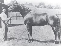 Ormondale (the horse).tif