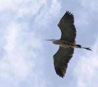 19 Blue heron.jpg