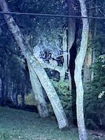 Cub in tree, Mitic.JPG