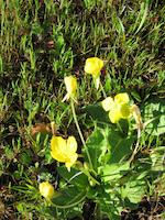 img_001_0175_263 Sun cup flower.jpg