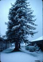 Sequoias - Elmerr Hutchisson [Feb '76].jpg