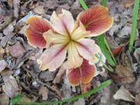 Wild iris PVR 5.jpg