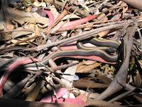 Garter snake large.JPG