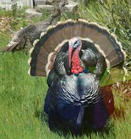 FLO-093d wild tom turkey.png
