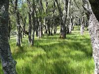 Portola Valley scene 1405.JPG