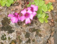 Redwood sorrel PVR.jpg