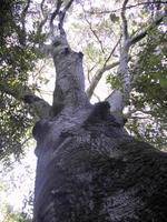 live oak4.JPG