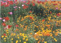 Poppies.tif